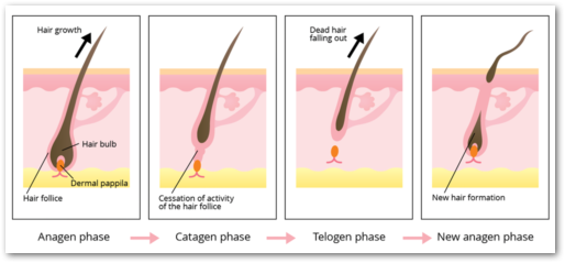 hair growth phases