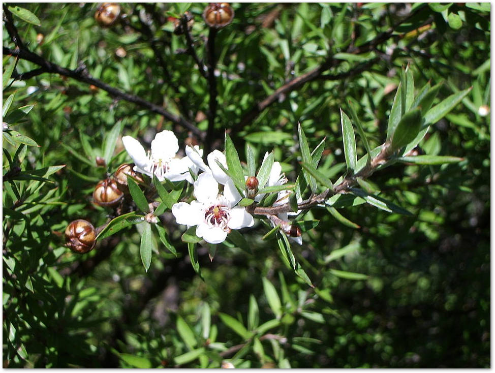 manuka tree