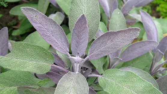 sage plant