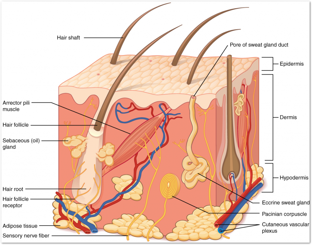 skin layer details